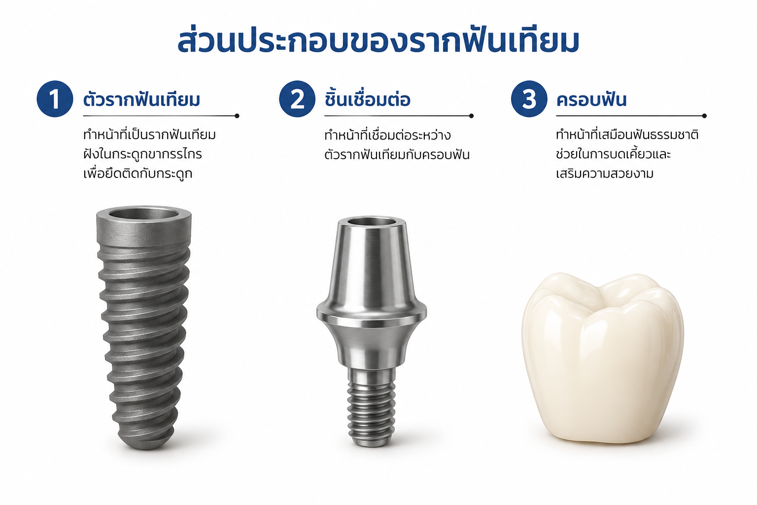 ส่วนประกอบของรากฟันเทียม ส่วนประกอบของรากฟันเทียม